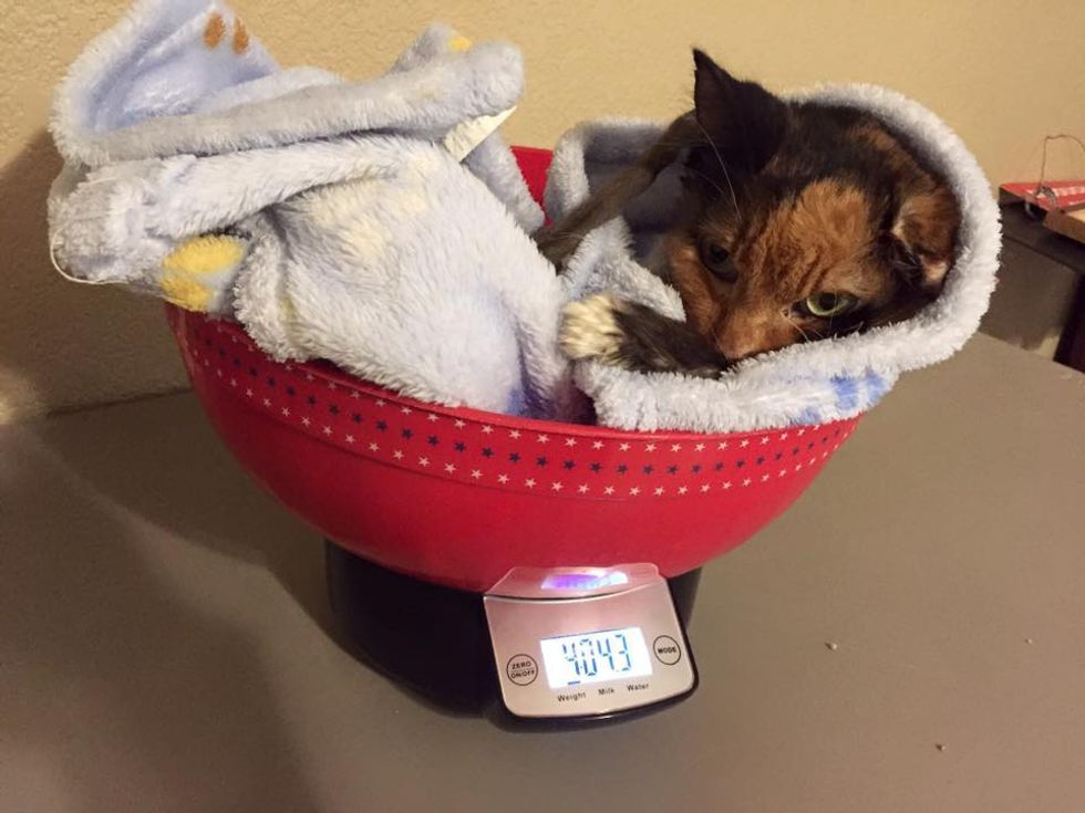 14 Year Old Cat Weighed Same as 4 Month Old Kitten, But A Few Months