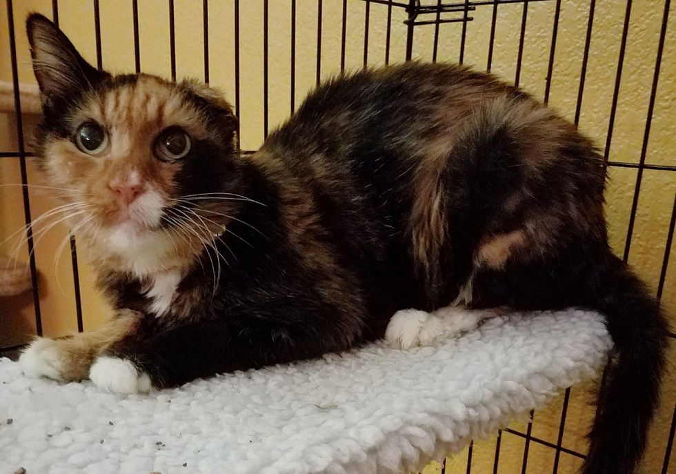 14 Year Old Cat Weighed Same as 4 Month Old Kitten, But A Few Months