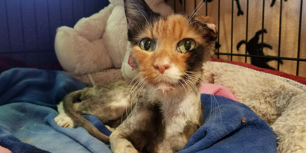 14 Year Old Cat Weighed Same as 4 Month Old Kitten, But A Few Months