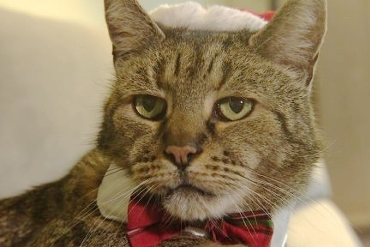 Cat Celebrates His 31st Christmas, Making Him 141 in Cat Years