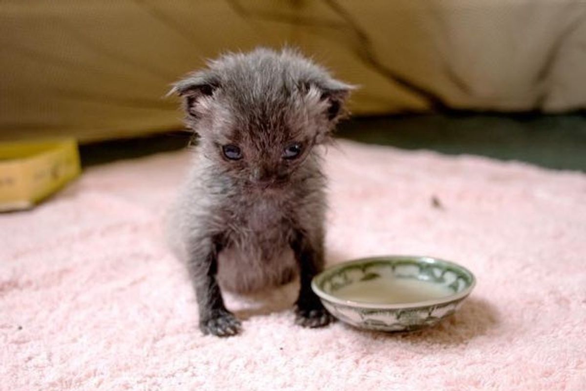 Woman Saves Orphaned Kitten After Downpour and Brings Him Back to Life (with Updates)