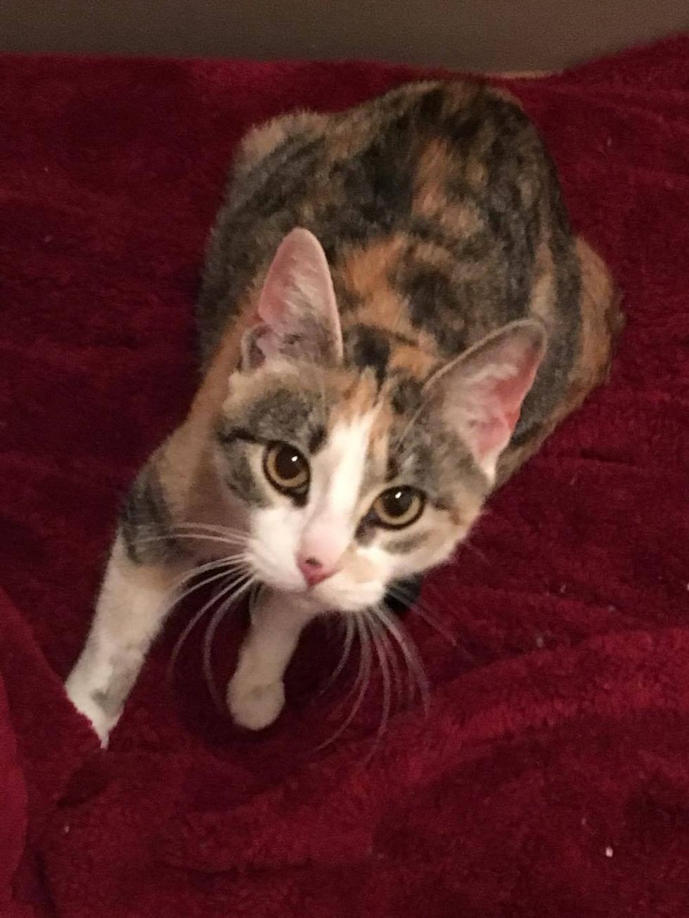 Cat Rescued After She Lost Her Home, Found Hope Through Her Babies