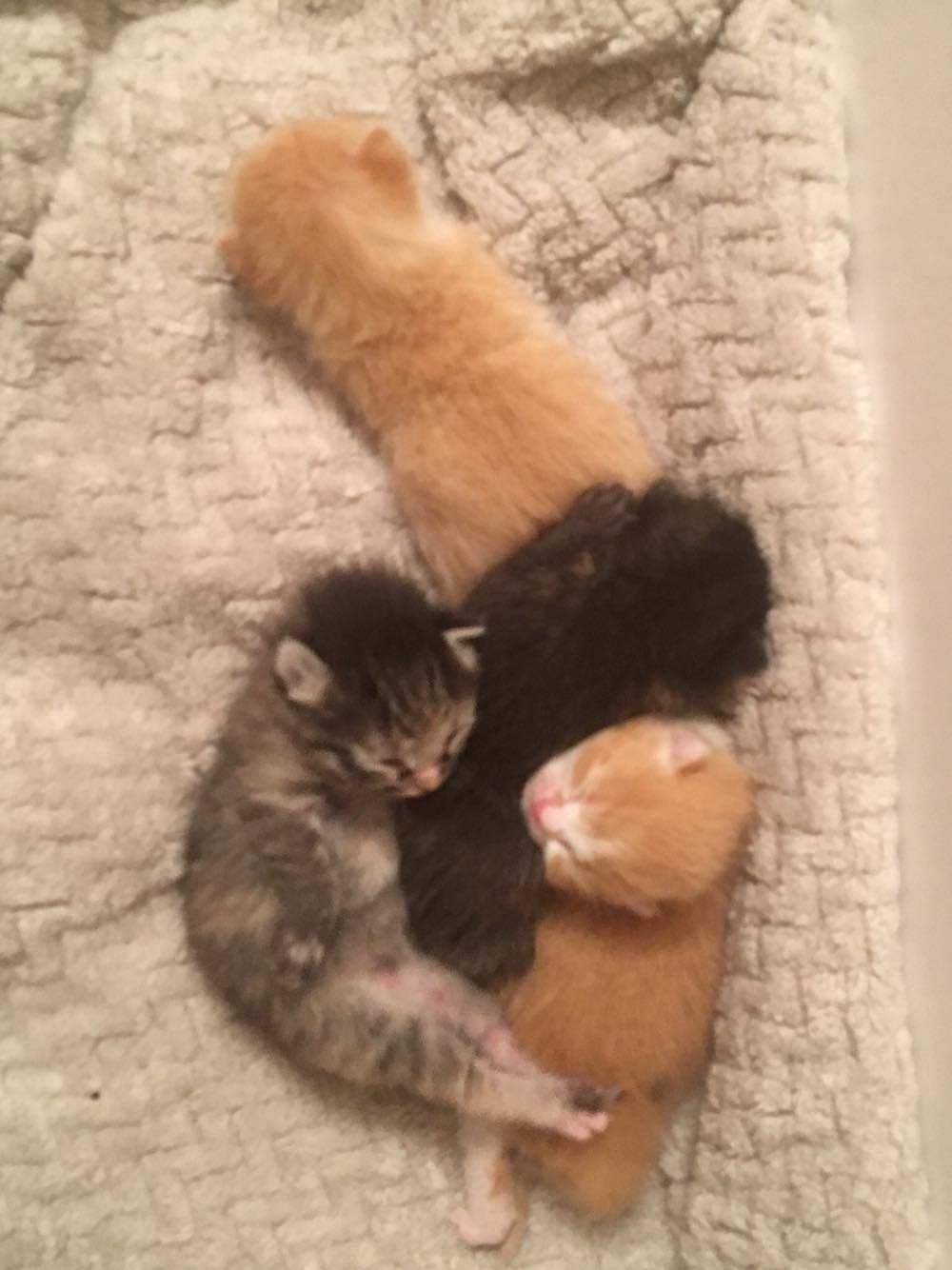 Cat Rescued After She Lost Her Home, Found Hope Through Her Babies ...