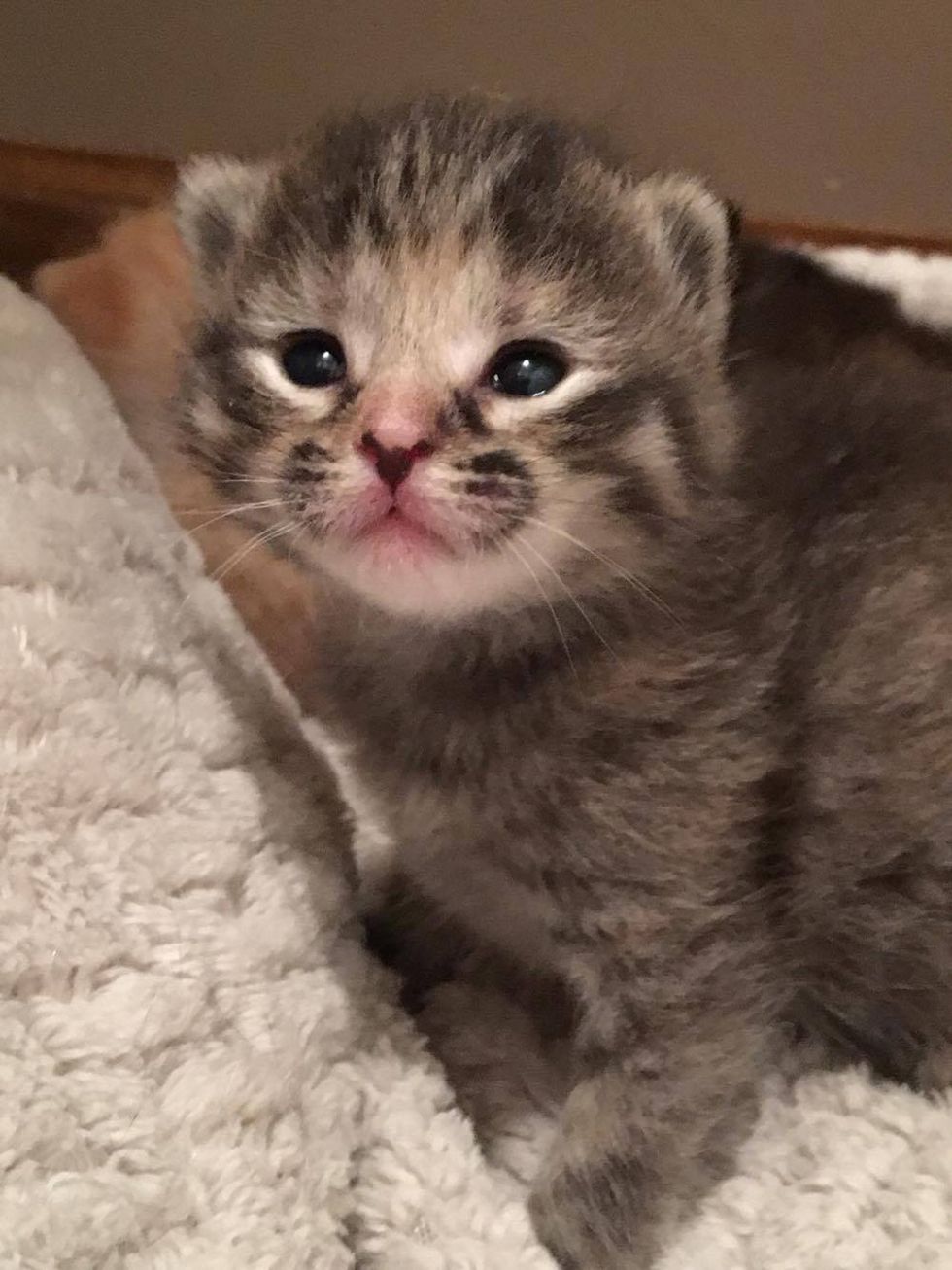 Cat Rescued After She Lost Her Home, Found Hope Through Her Babies