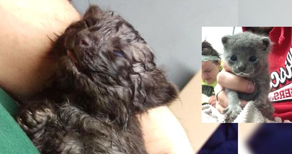 Couple Saves Kittens from Freezing Cold But After 20 Minutes of