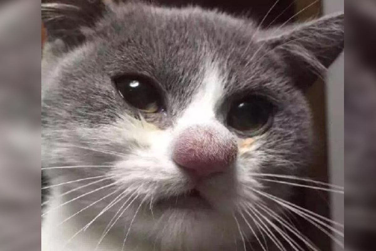 These Cats Lost Their Battle with Bees. How We Can Help!