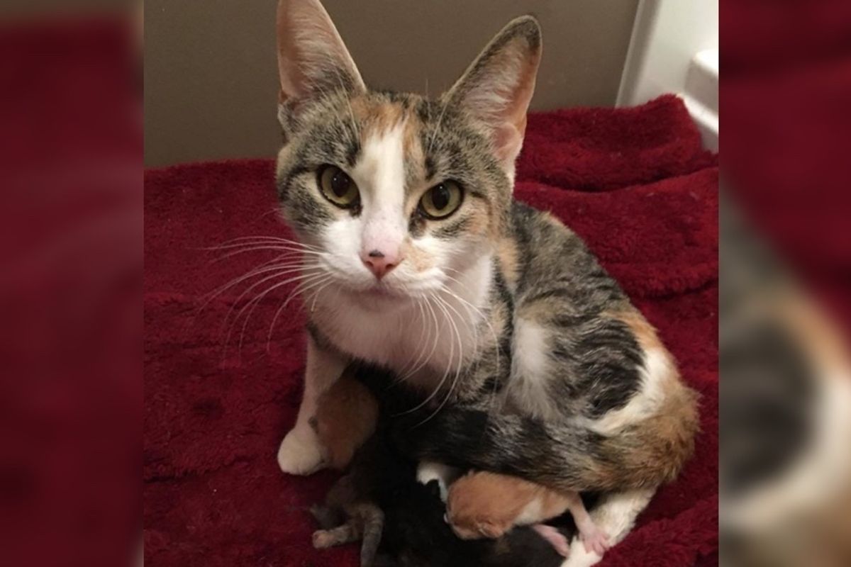Cat Rescued After She Lost Her Home, Found Hope Through Her Babies
