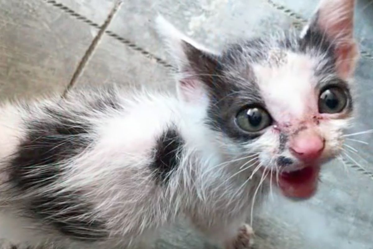 Man Saves Roadside Kitten Meowing for Help, The Transformation Will Amaze You!