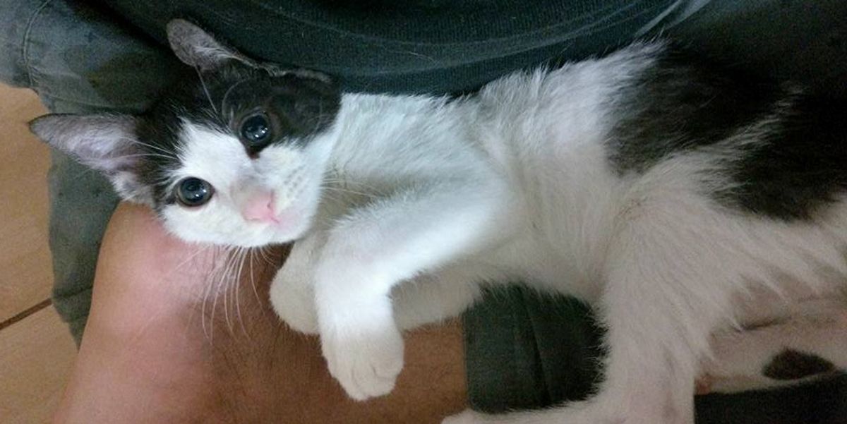 Guy Rescues Abandoned Kitten, Turns Out, the Kitten Saves Him Too ...