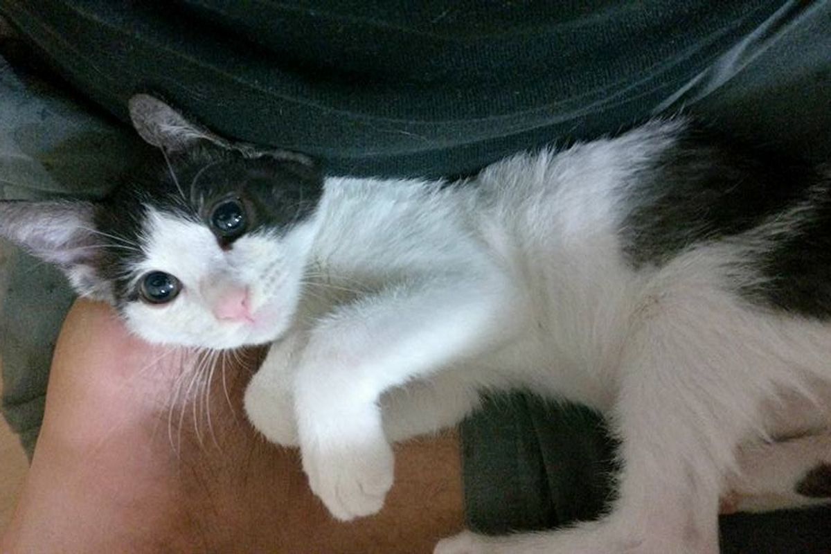 Guy Rescues Abandoned Kitten, Turns Out, the Kitten Saves Him Too