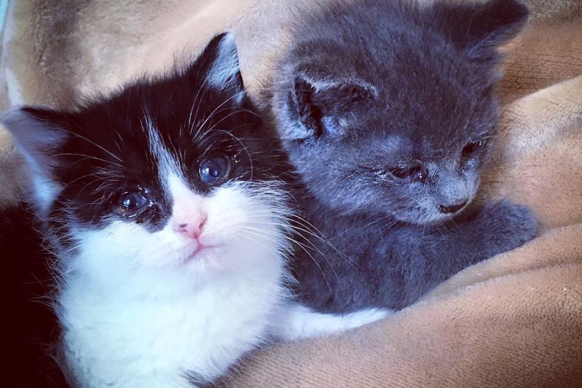 Kittens Found Holding Each Other and Wouldn't Let Go, These Photos Will Melt Your Heart..