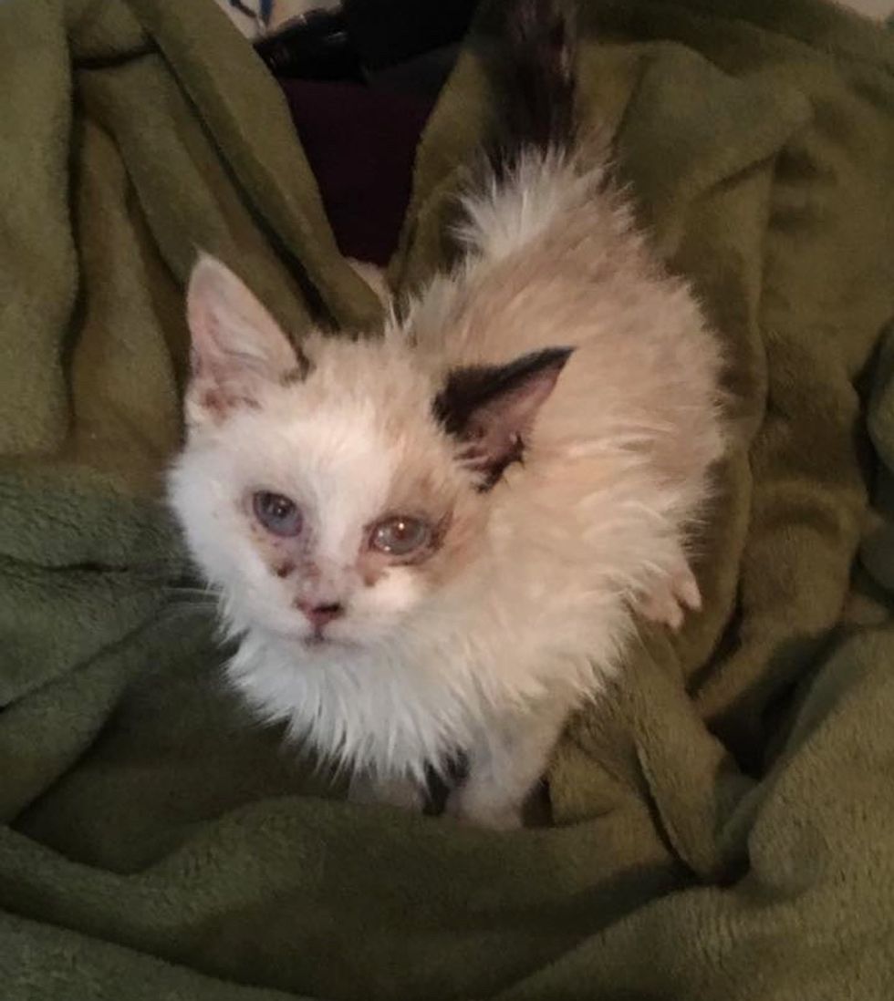 2 Rescue Kittens Bond at Shelter and Give Each Other Strength to Hang