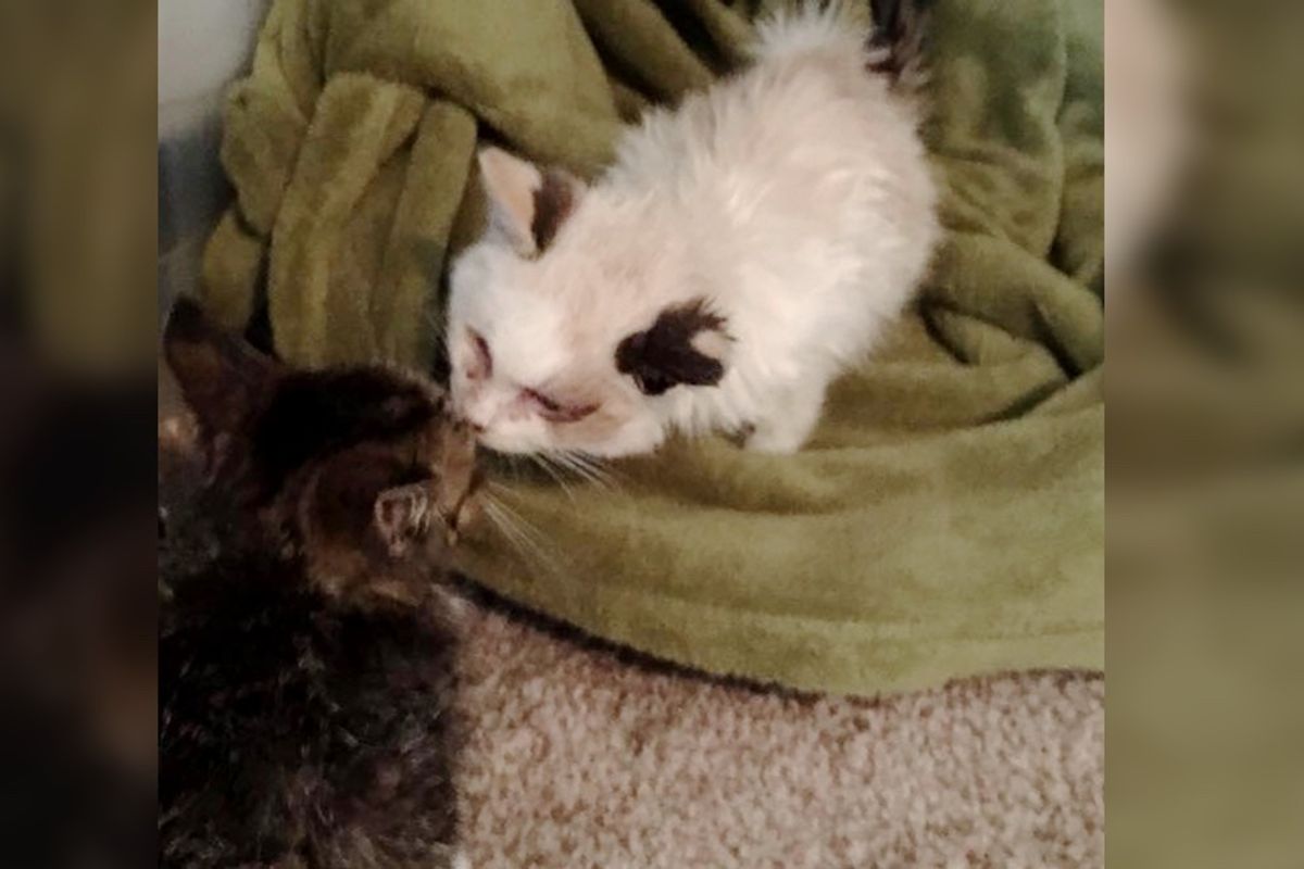 2 Rescue Kittens Bond at Shelter and Give Each Other Strength to Hang on