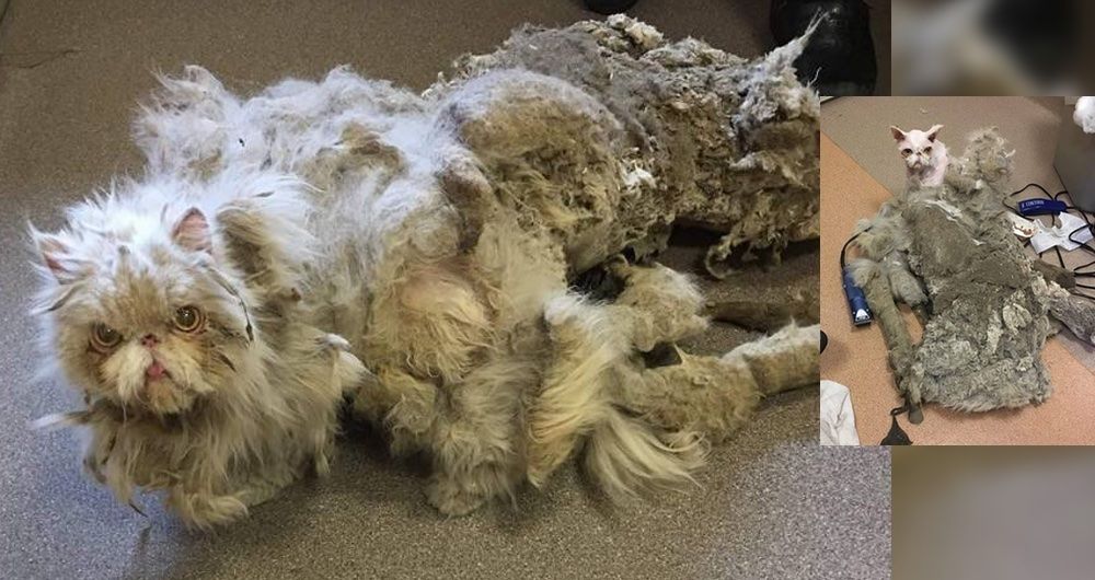 Cat Covered in Matted Fur Looks Like He's Dragging a Carpet Until He's