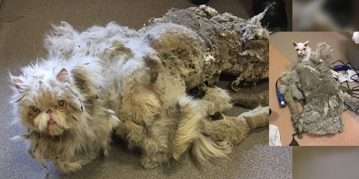 Cat Covered in Matted Fur Looks Like He's Dragging a Carpet Until He's