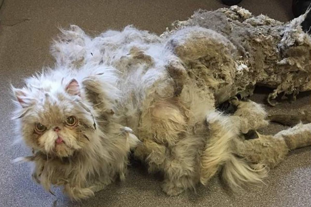 Cat Covered in Matted Fur Looks Like He's Dragging a Carpet Until He's Completely Shaved
