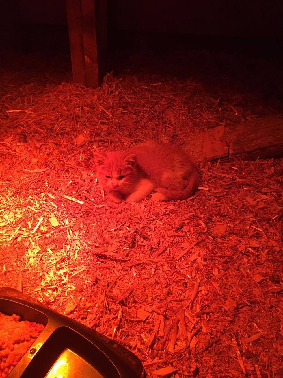 Family Finds Stray Kitten Cuddling Up to Unlikely Friend in Chicken