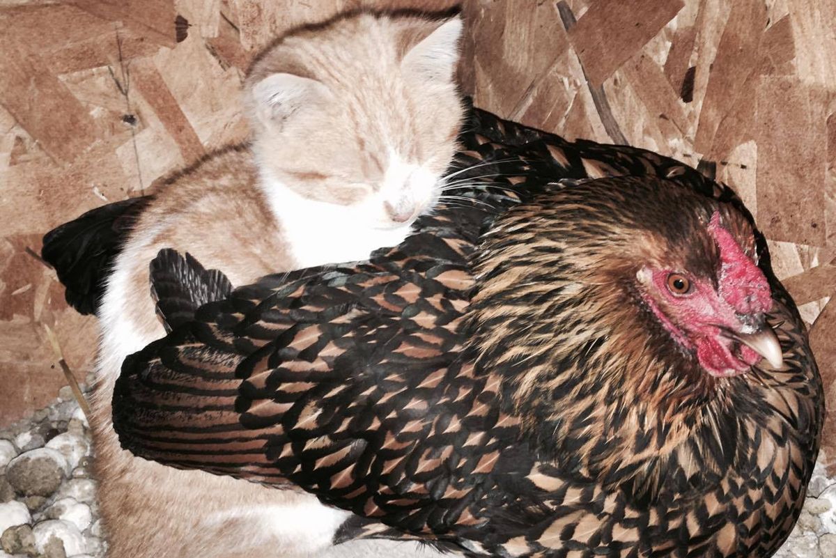 Family Finds Stray Kitten Cuddling Up to Unlikely Friend in Chicken Coop