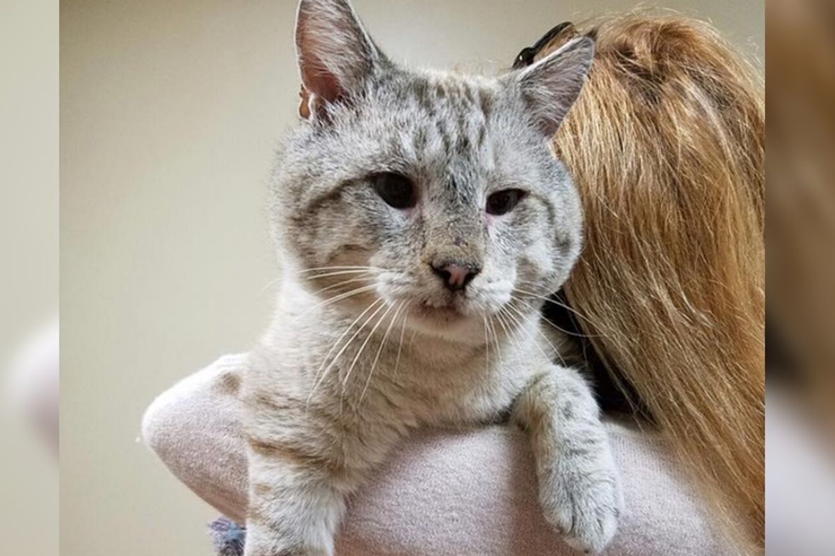 They Take a Chance on a FIV+ Cat with Sweetest Face, He Can't Stop Thanking His Rescuer