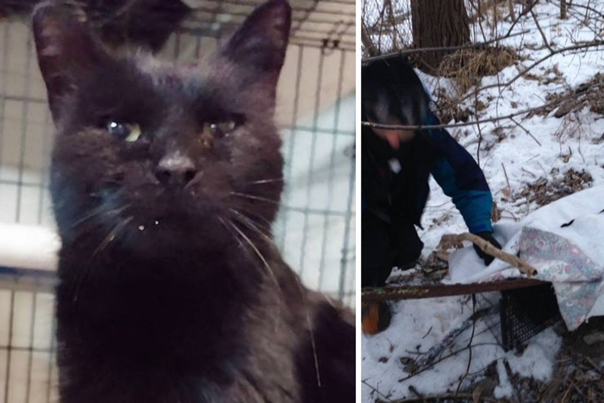 Three People Save Cat from Living Under Off Ramp in Bitter Cold, Hours After the Rescue...