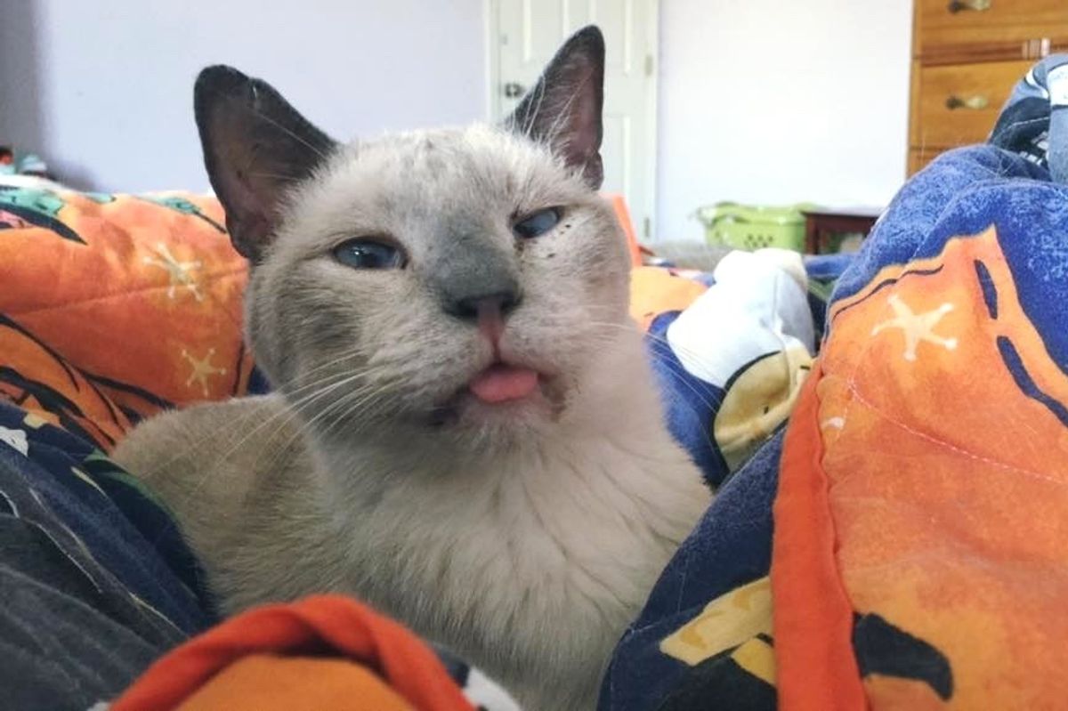 Senior Cat Ended Up at Shelter and was Terrified, But Two Months After Adoption...