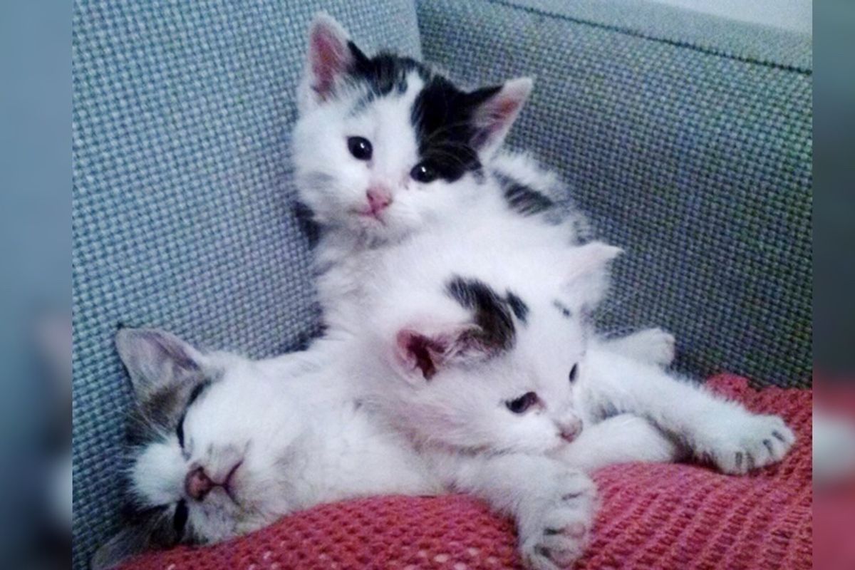 Family Saves 3 Frightened Motherless Kittens and Shows Them Love, Now 2 Years Later..