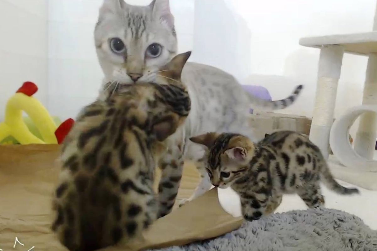 Rescue Bengal Mama So Happy Her Last 2 Babies Survived and Won't Let Them Go.. (with updates)