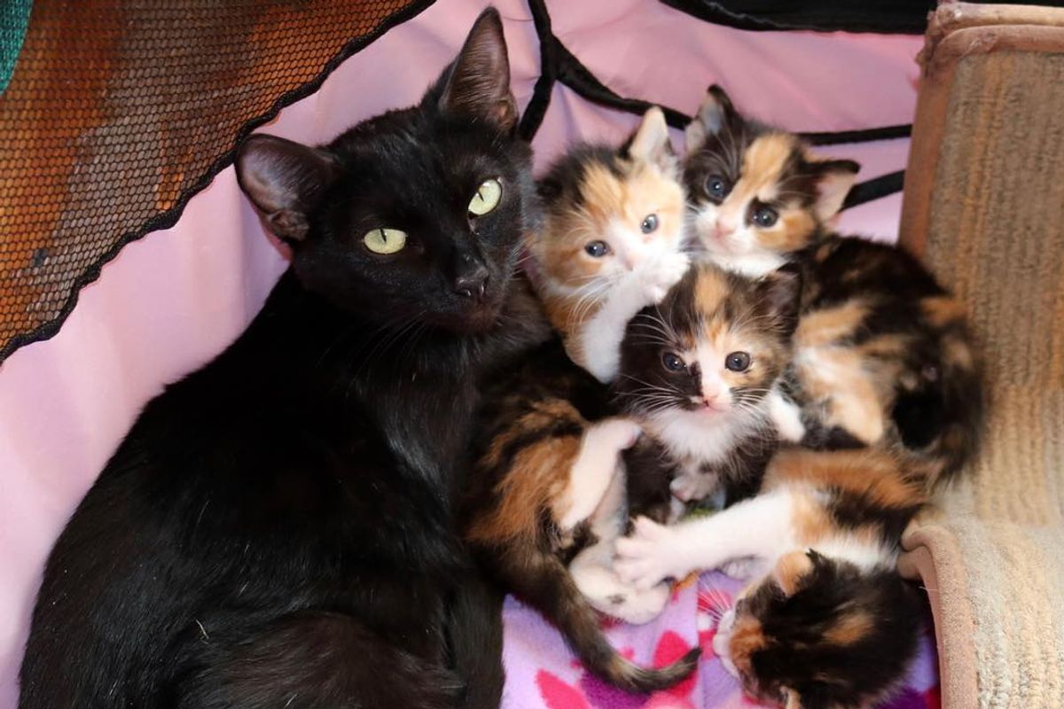 Mama Cat and Her 4 Calico Babies Rescued a Day Before Death Row, Can't Stop Purring in Foster Home