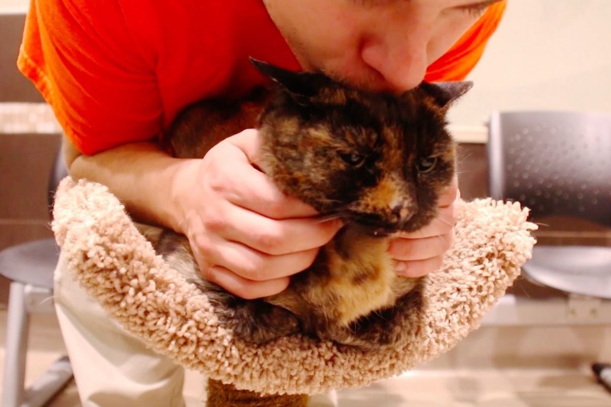 Shelter Tortie Cat Adopted and Returned Twice Because... She's Shy