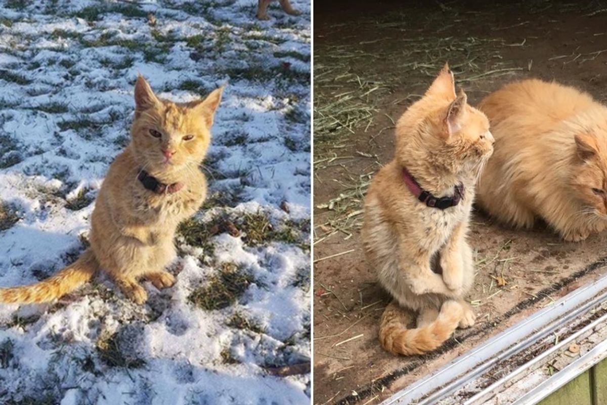 Cat Walks Up to Rescuers Like a Little Kangaroo and is so Happy to Get Help...