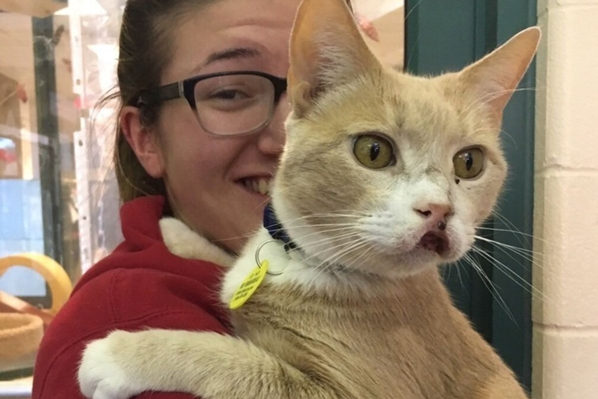 12 Year Old Cat Living with Swollen Mouth for Years Begins to Heal After Adoption..