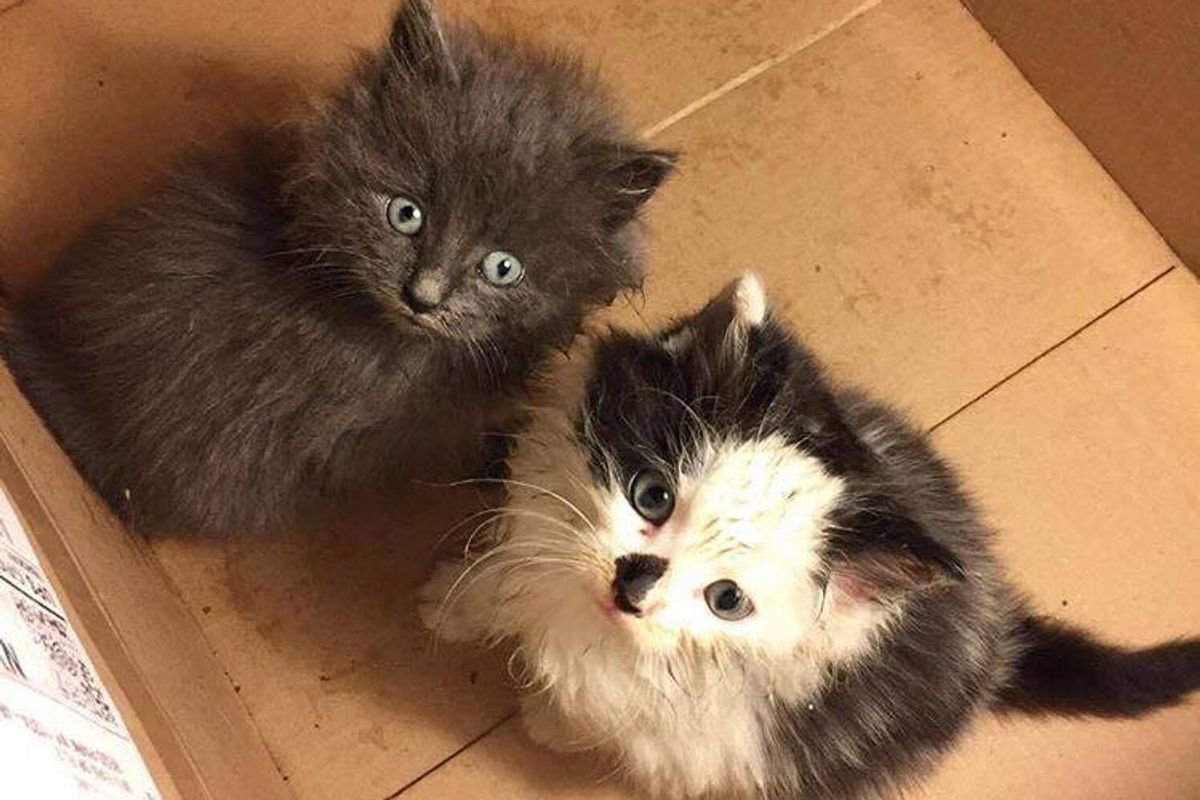 No One Wanted to Take 2 Stray Kittens, This Guy Refuses to Let Them Be Homeless