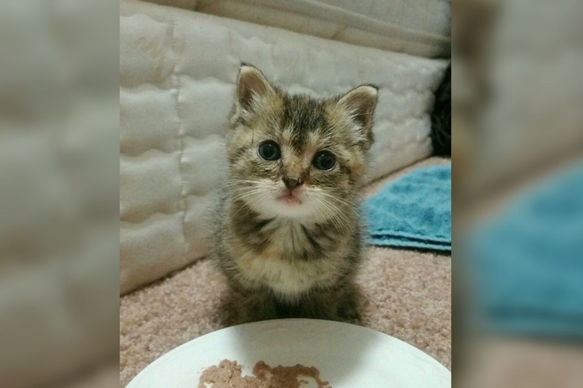 Couple Woke Up to Loudest Meows from a Teeny Stray Kitten Asking for Help, Now a Few Months Later...