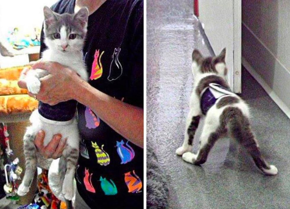 Wobbly Cat Surprises Others With What He Can Do, Now Helps Special