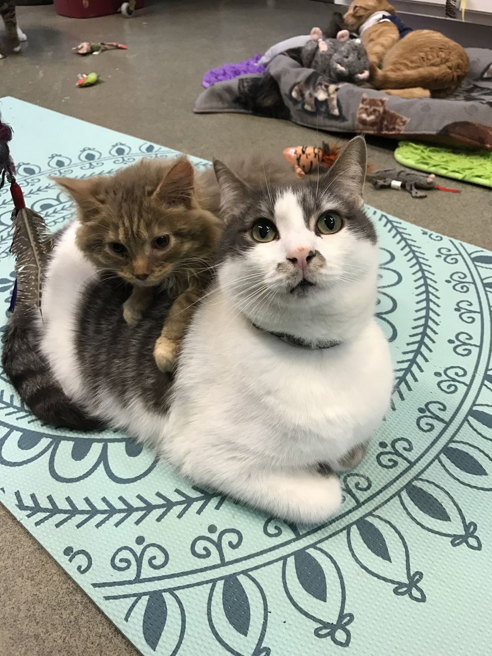 Wobbly Cat Surprises Others With What He Can Do, Now Helps Special