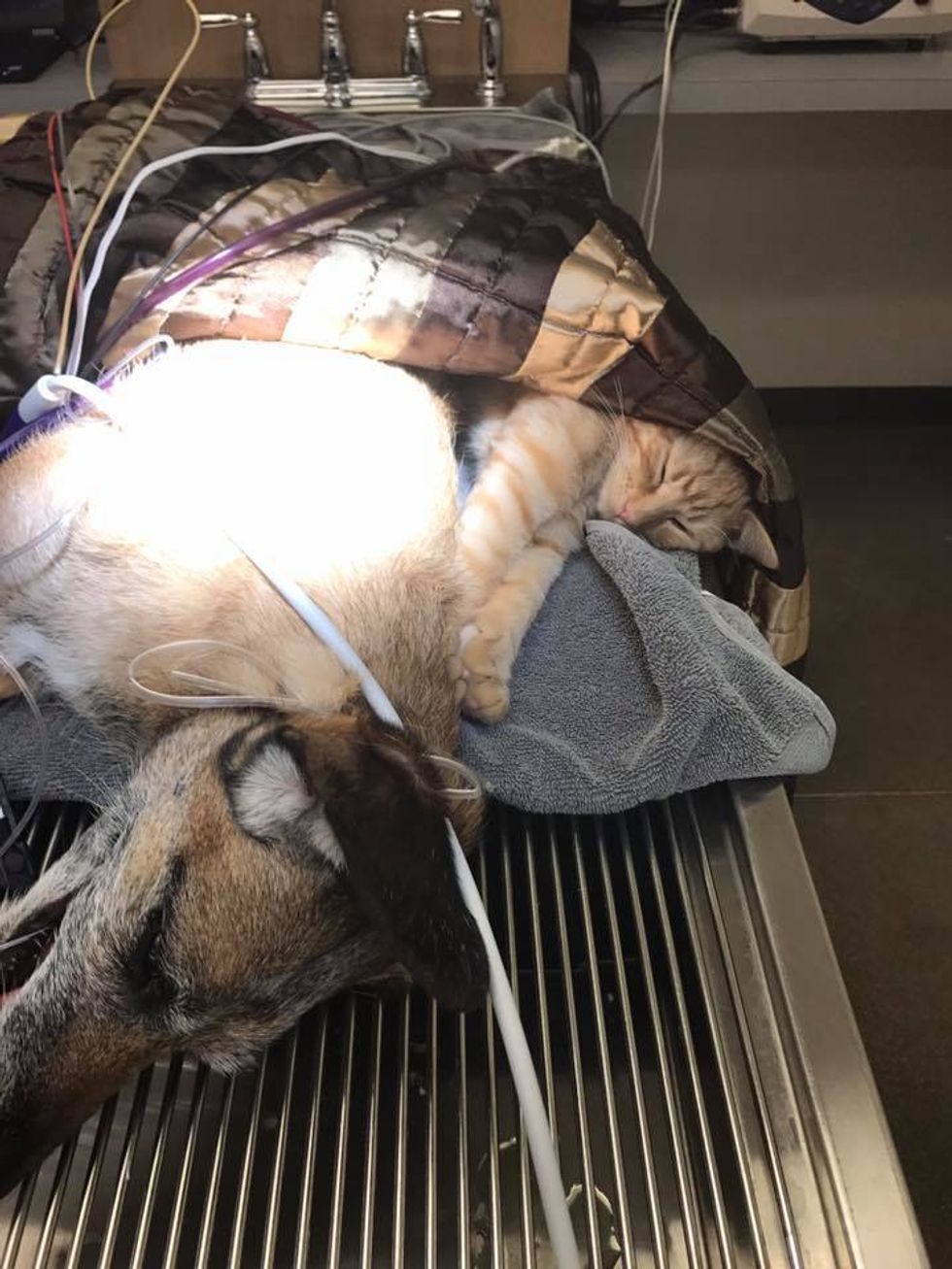 Cat Living At Vets Office Calms Scared And Injured Animals With