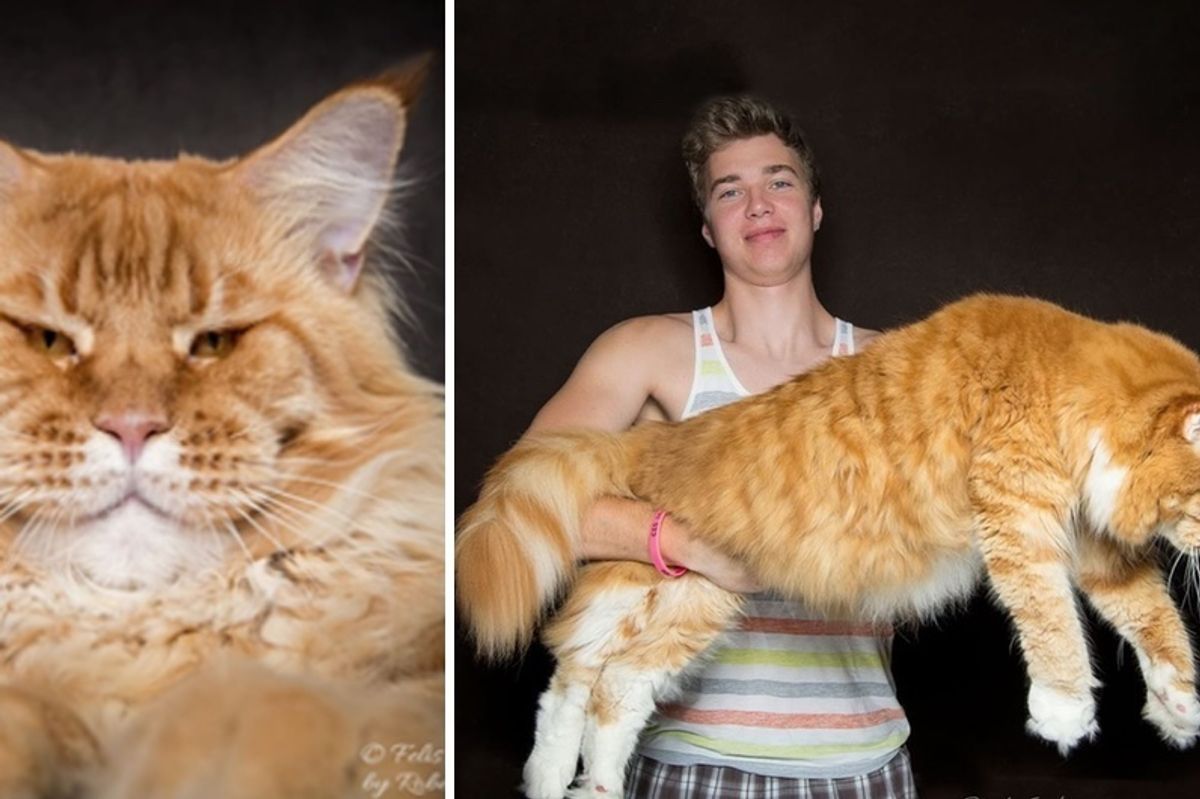 These 10+ Cats Are Perhaps the Most Majestic Creatures that Purr..