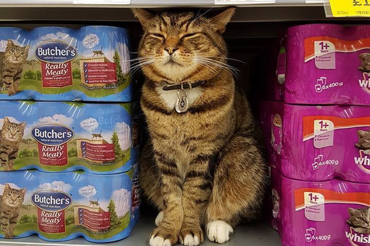 Beloved Supermarket Cat to Be Immortalized at Store He Visited Almost Every Day for 6 Years...