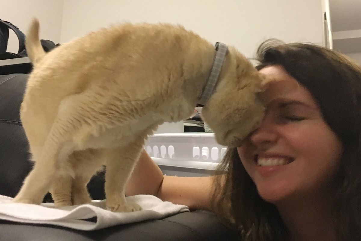 13-year Old Shelter Cat Is So Happy to Be Adopted, The Most Beautiful Thing Happens...