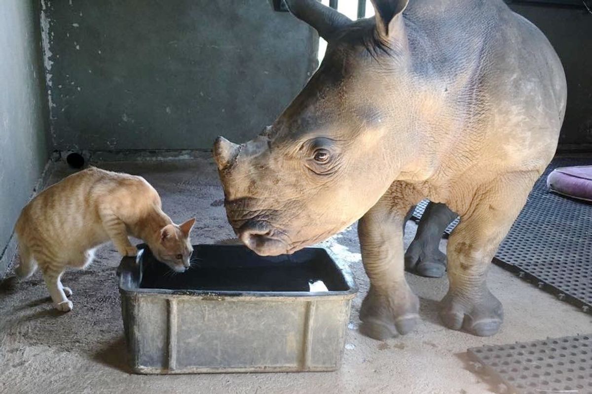 Rescued Cat Bonds with Orphaned Baby Rhino and Begin an Adorable Routine to Support Each Other...
