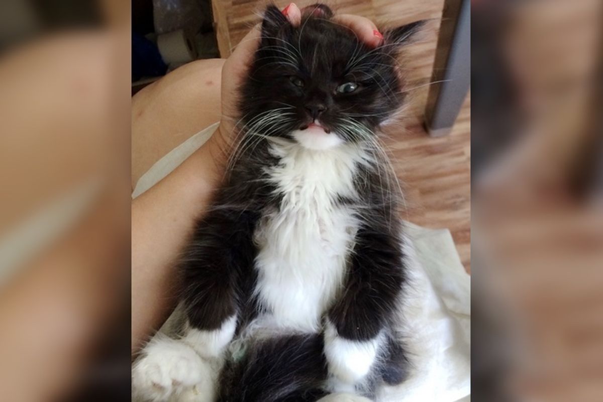 Feral Kitten Found Huddling with His Deceased Littermates Feels Loved for the First Time...