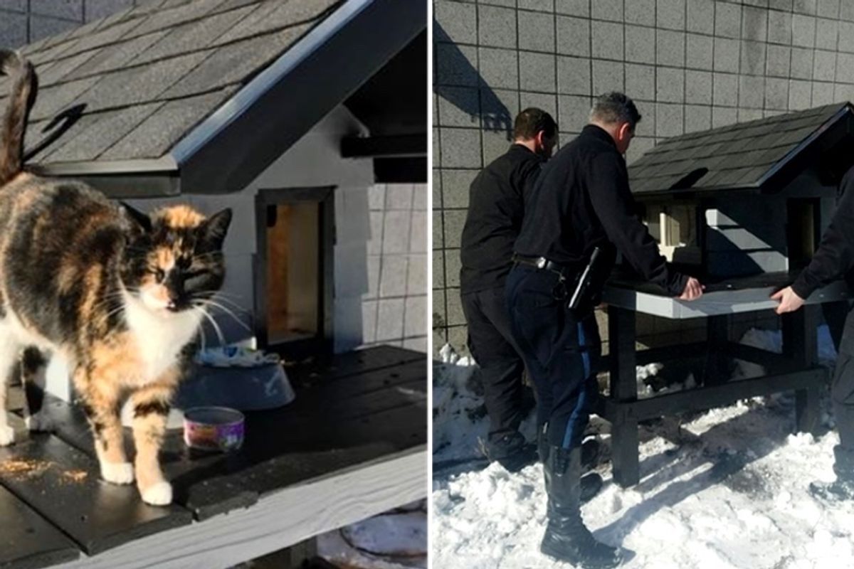 Cops Chosen by Friendly Stray Cat Build Cozy Kitty Condo Just for Her...