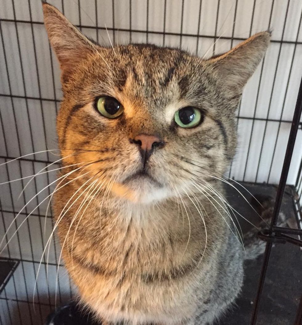 Colony Cat Comes to Rescuers Demanding Food and Bosses His Way to Their ...