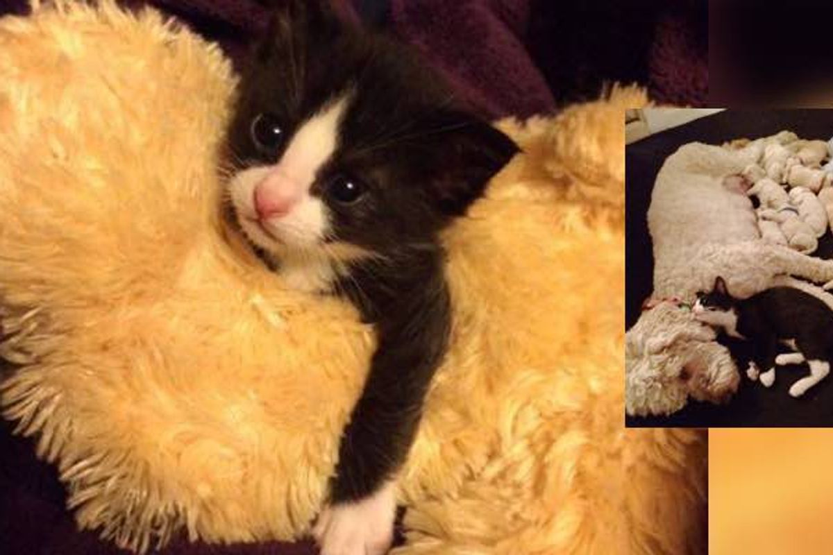 Orphaned Kitten Raised by a Dog Mama Now Thinks He's a Puppy.. (with Update)
