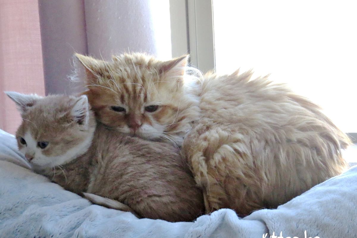 5-Year Old Cat, Size of a Tiny Kitten, Bonds with Rescue Kitten Who is Also a Dwarf...