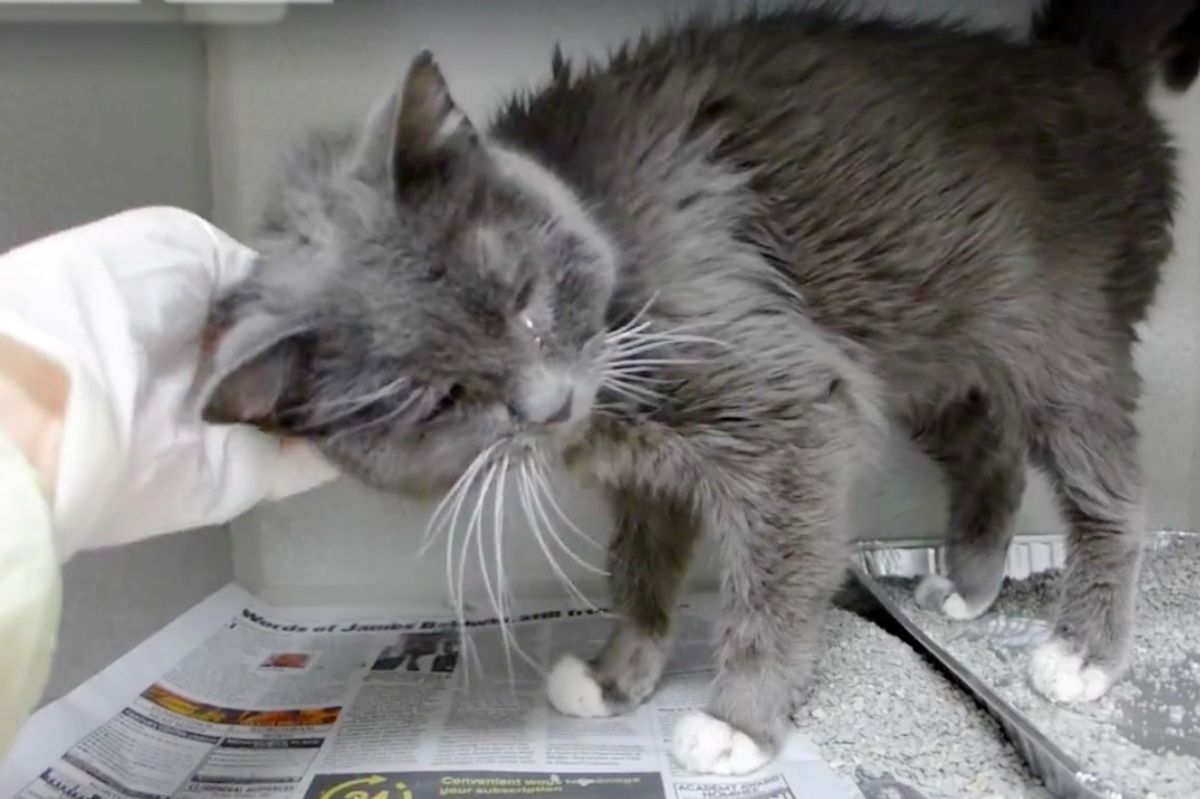 23-year-old Cat Given Up to Shelter Is So Thankful to Be Loved Again… (with Updates)