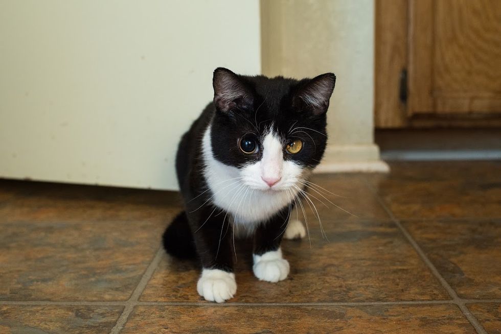 Stray Kitten Walks Up to Tire Shop Owner for Food They Notice Just