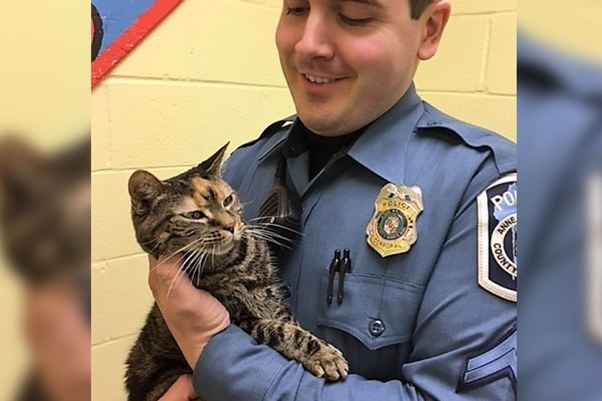 Officer Rescued Cat Who Lost Both Her Owners, Goes Back to Shelter for Her…