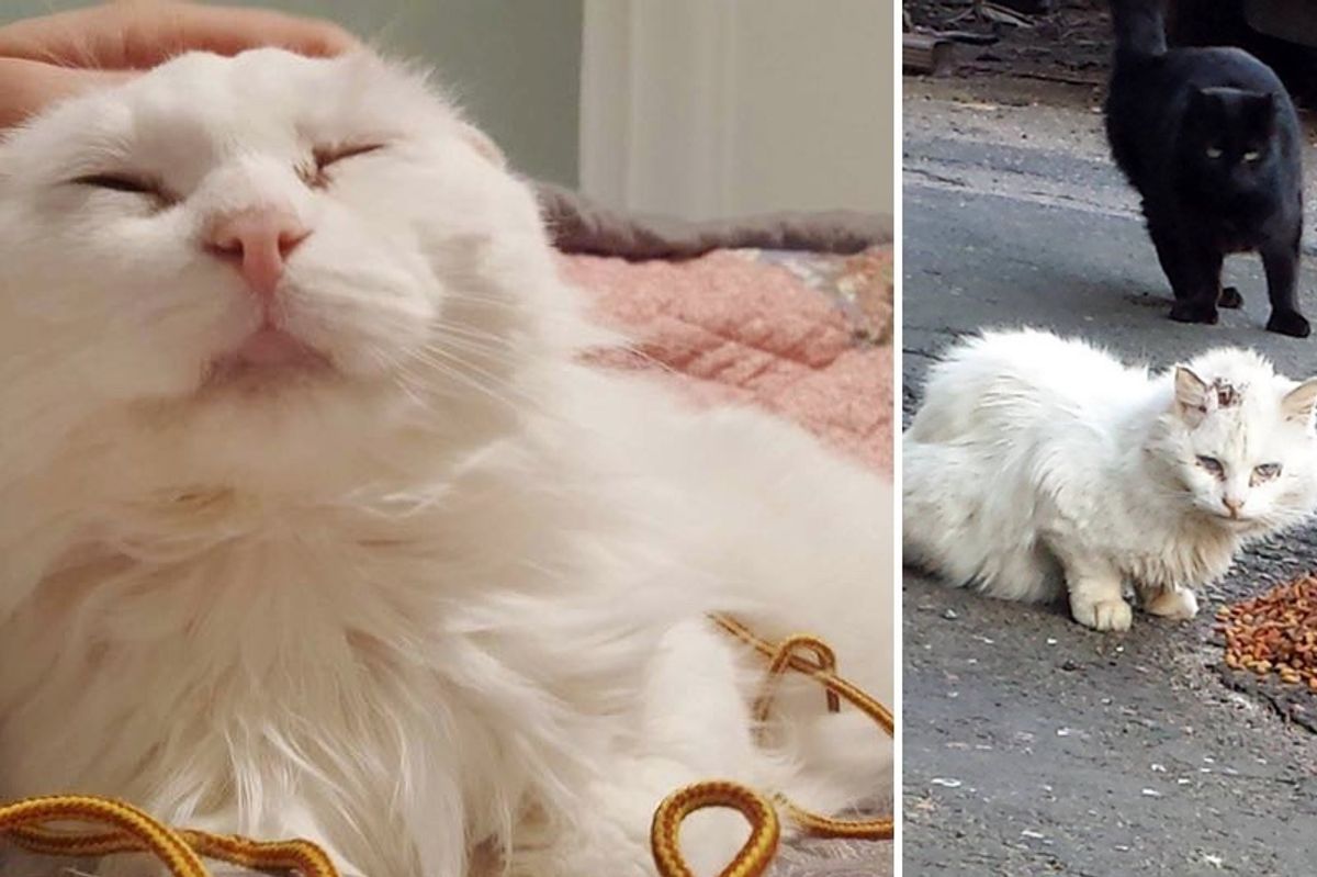 'Unadoptable' Cat Wouldn't Let Anyone Near Him But His Rescuer Never Gave Up, Now a Year Later...