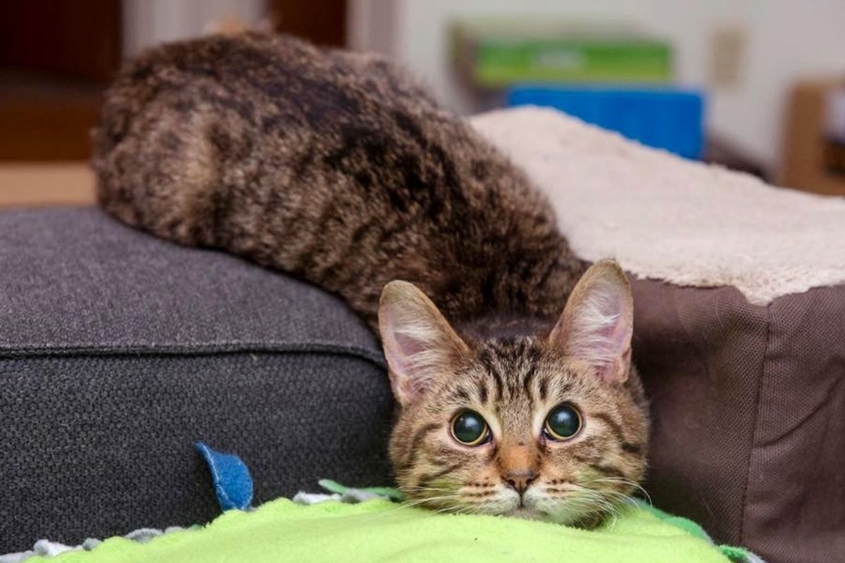 This Blind Kitty is a Bit Wobbly But He Surprises His Rescuers with His Special 'Abilities'...